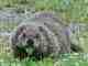 Garden�s Marmots